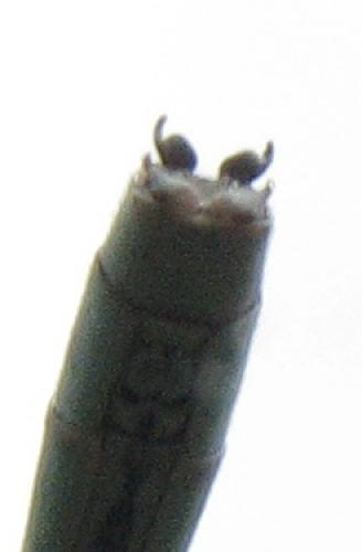 Coenagrion scitulum