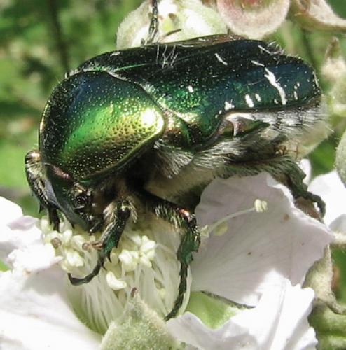 Réf. 20 733 : Cetonia aurata aurata