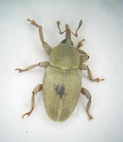 Tychius sp.