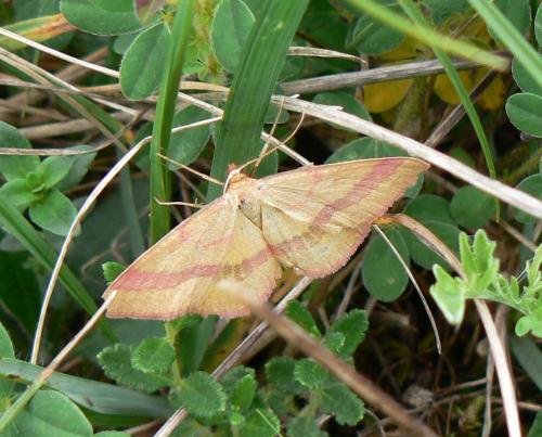 Réf. 20 299 : Rhodostrophia calabra