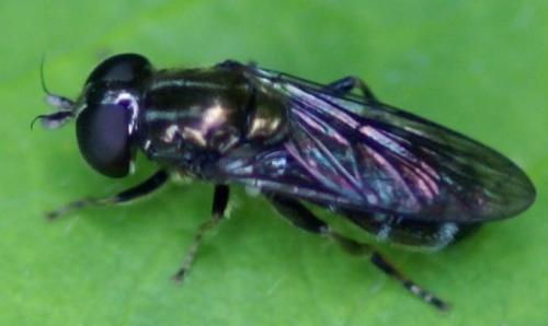 Réf. 20 604 : Eumerus sp.