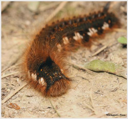 Euthrix potatoria
