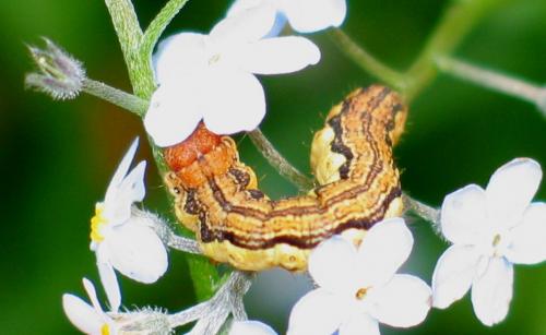 Erannis defoliaria