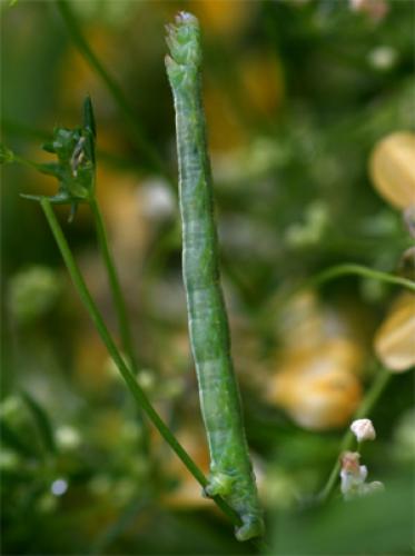 Réf. 20 852 : Gandaritis pyraliata