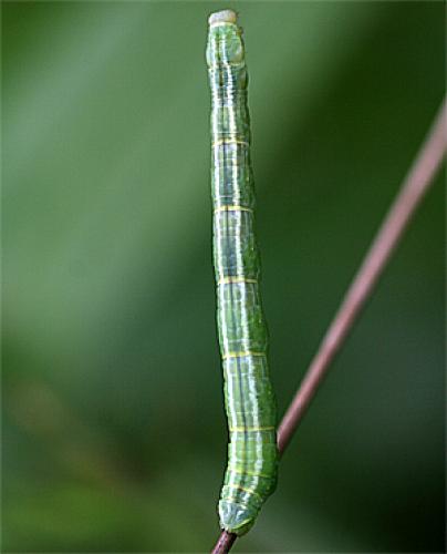 Réf. 20 997 : Gandaritis pyraliata