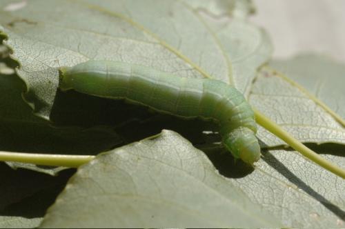 Réf. 20 235 : Orthosia incerta
