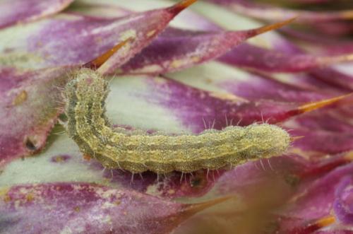 Réf. 20 823 : Heliothis sp.