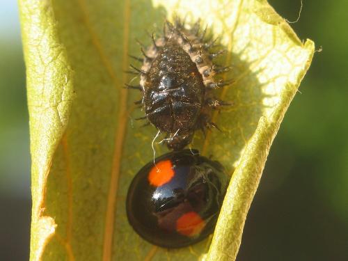 Chilocorus renipustulatus