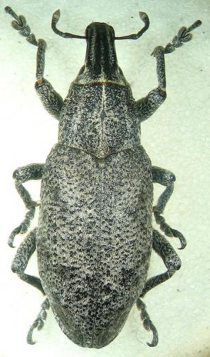 Réf. 20 529 : Cleonis pigra