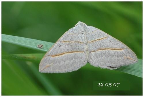 Réf. 20 415 : Scotopteryx sp.