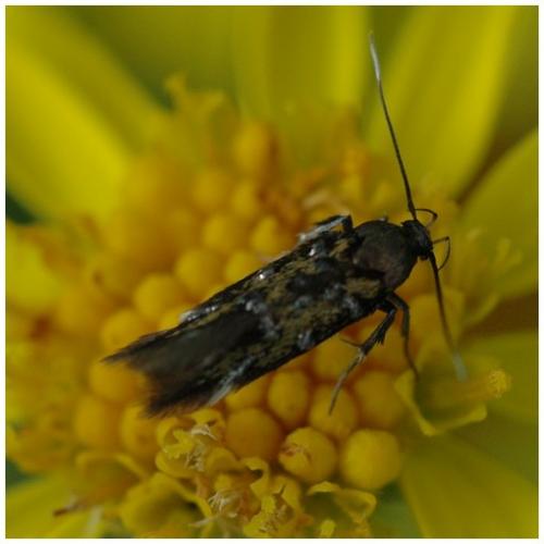 Pancalia leuwenhoekella