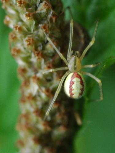 Réf. 20 860 : Enoplognatha sp.