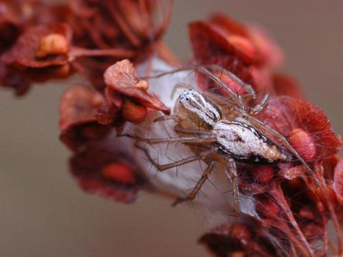 Réf. 20 873 : Oxyopes lineatus