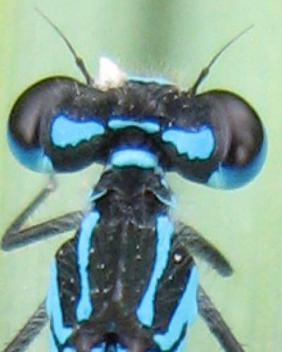 Réf. 20 841 : Coenagrion pulchellum