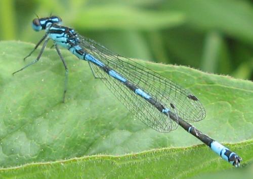 Coenagrion pulchellum