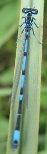 Réf. 20 883 : Coenagrion pulchellum
