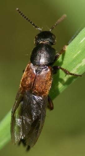 Réf. 20 475 : Platydracus sp.