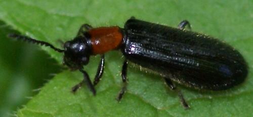 Réf. 20 337 : Tillus elongatus