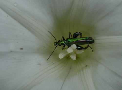 Oedemera nobilis