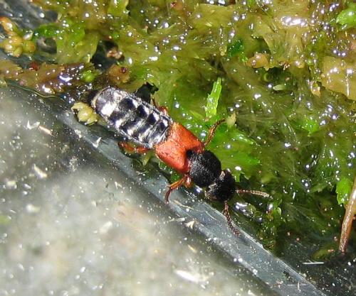Réf. 20 234 : Platydracus stercorarius