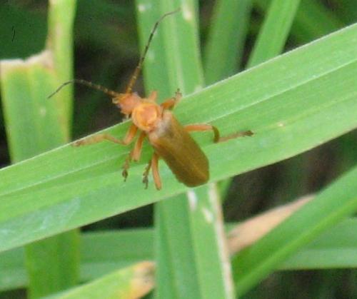 Cantharis sp.