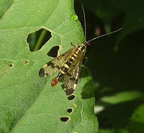 Réf. 20 686 : Panorpa sp.