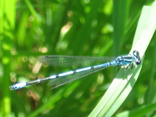 Coenagrion puella