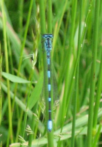 Réf. 20 667 : Coenagrion pulchellum