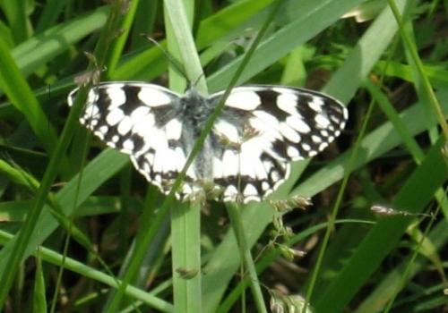 Melanargia galathea