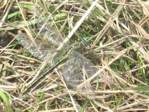 Gomphus pulchellus