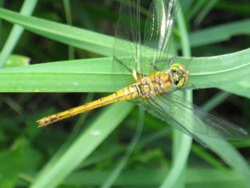 Sympetrum sanguineum