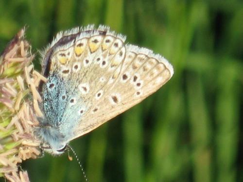Polyommatus icarus