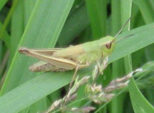 Réf. 20 409 : Pseudochorthippus parallelus