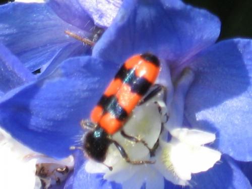 Trichodes apiarius