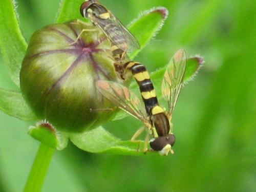 Réf. 20 026 : Sphaerophoria scripta