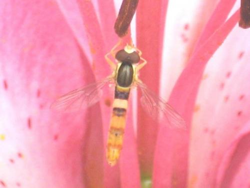 Réf. 20 306 : Sphaerophoria scripta