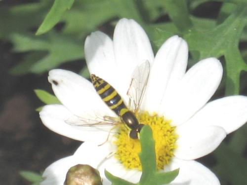 Sphaerophoria sp.