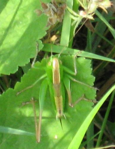Bicolorana bicolor
