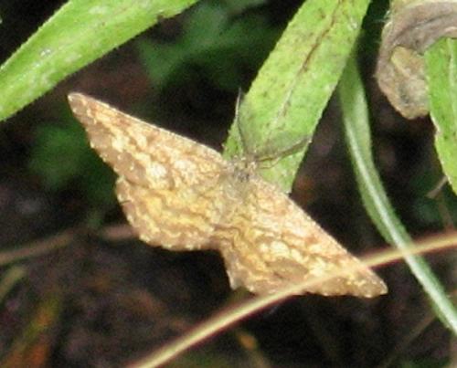 Ematurga atomaria