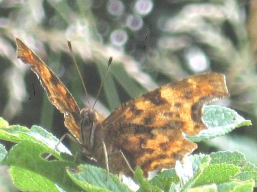 Polygonia c-album