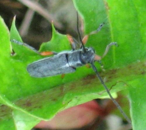 Réf. 20 159 : Phytoecia icterica