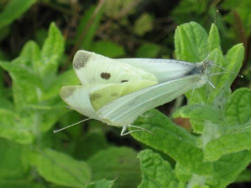 Pieris rapae