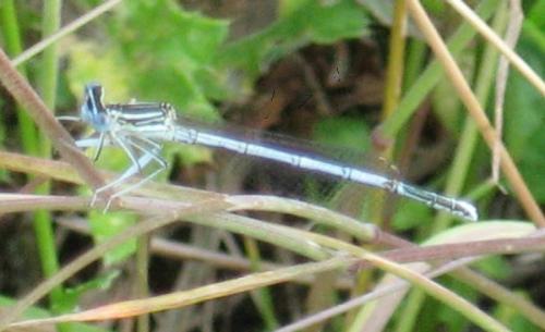 Réf. 20 663 : Platycnemis pennipes