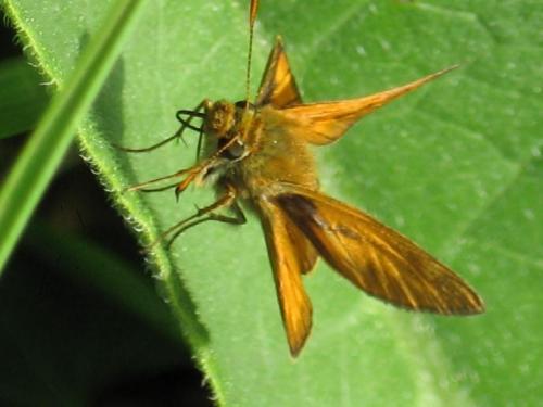 Ochlodes sylvanus