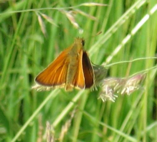 Thymelicus sp.