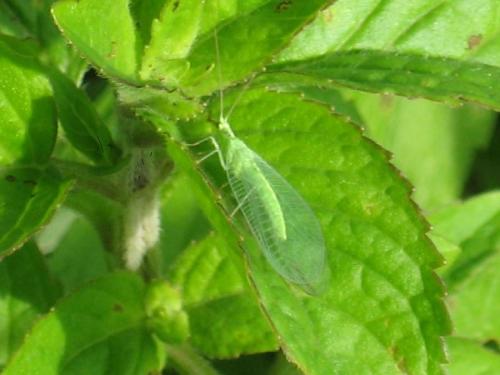 Chrysoperla sp.
