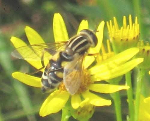 Helophilus trivittatus