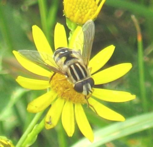 Helophilus trivittatus
