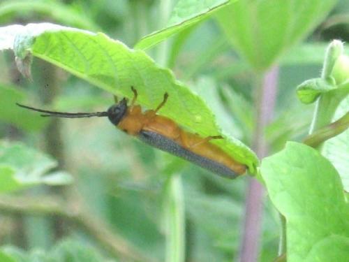 Réf. 20 528 : Oberea oculata