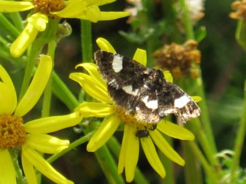Réf. 20 502 : Tyta luctuosa